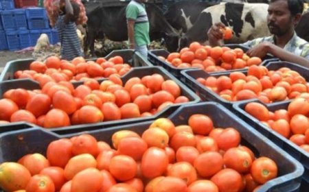 Good News: 15 रुपये प्रति किलो पहुंचा टमाटर, अभी आएगी और गिरावट