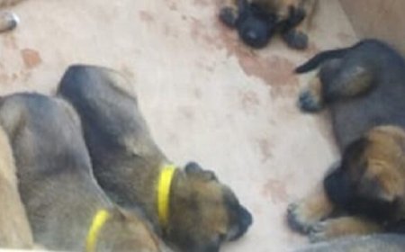 कूड़े के ढेर में 30 कुत्तों के शव मिलने से हड़कंप, जहर देकर मारे जाने आशंका