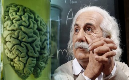 ऑनलाइन बिक रहा आइंस्टीन का दिमाग, 20 हजार लोगों ने कर ली खरीद
